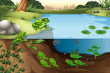 Scene Of Frogs In A Pond