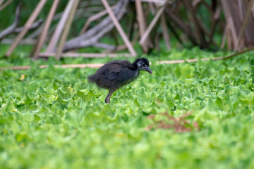 Wall Mural - Juvenile white-breasted waterhen  is a waterbird of the rail and crake family. They are dark slaty birds with a clean white face, breast and belly.