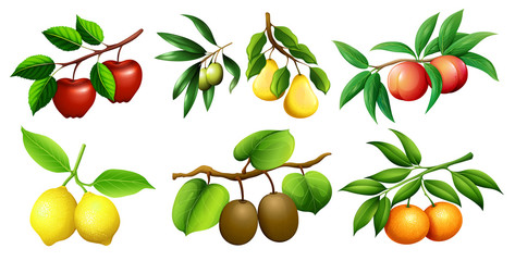 a set of fruit branch