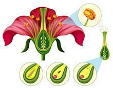 Flower Organs And Reproduction Parts