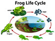 A frog life cycle