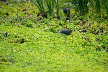 Wall Mural - white-breasted waterhen  is a waterbird of the rail and crake family. They are dark slaty birds with a clean white face, breast and belly.