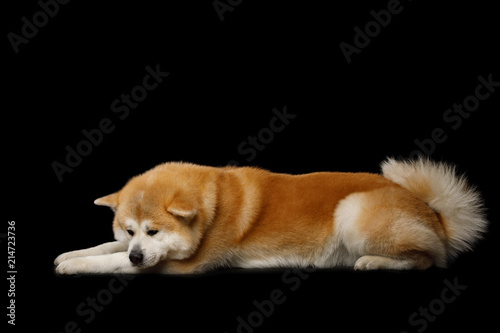 dog lying on side