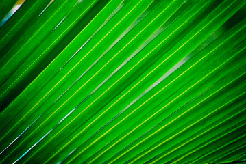 Naklejka drzewa palma ogród lato