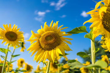 Gorgeous sunflowers on a bright sky background