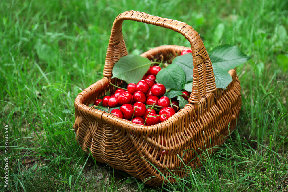 Wicker basket with fresh ripe cherry on green grass