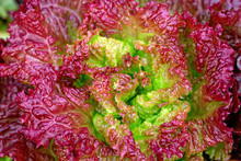 Close Up Of A Lush Red Lettuce Cabbage Plant Growing In The Garden.