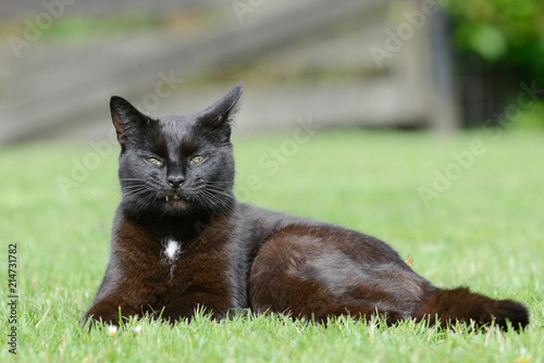 Plakat czarny kot leżący na łące i patrząc