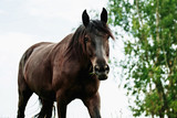 Fototapeta Sypialnia - Portrait of black horse in summer