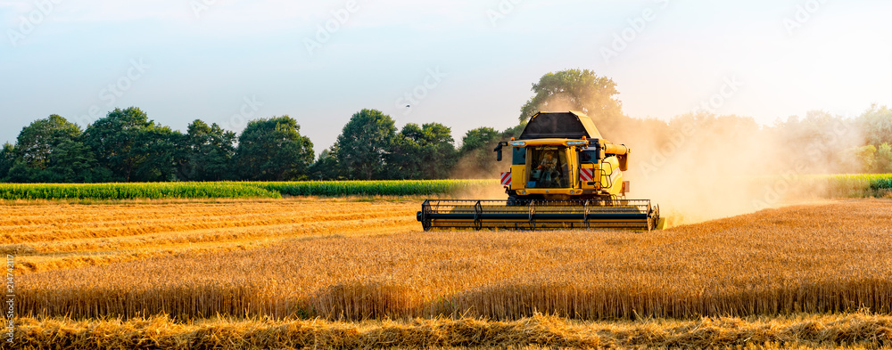 big combine harvester threshing in the sunset. - obrazy, fototapety, plakaty 