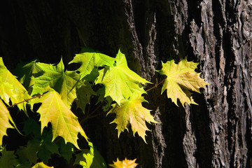 Young leaves of maple in spring against a background of woody bark.