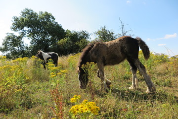 Mother and Baby Horse