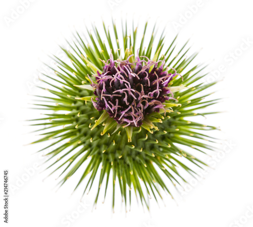 Greater Burdock (Arctium lappa) plant on white background