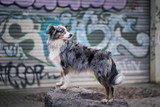 Fototapeta  - Mili the Miniature Australian Shepherd, Urban Dog, Graffiti