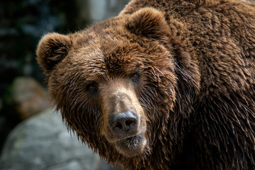Wall Mural - Kamchatka Brown bear (Ursus arctos beringianus). Brown fur coat, danger and aggresive animal. Big mammal from Russia.