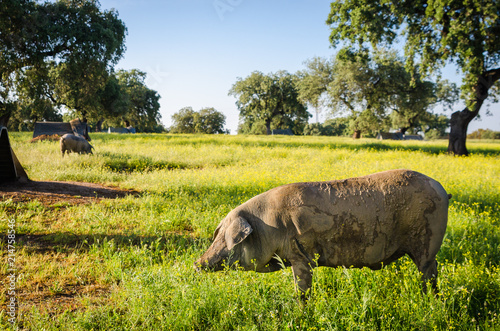 Foto portrait of Iberian pig herd (pata negra) in a flower field