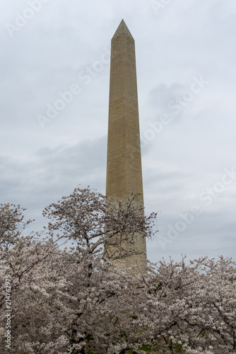 Fotografia Washington Monument surrounded by blossoming almond trees