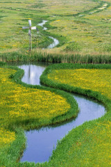  Mill and winding river between fields of flowers in the Netherlands