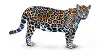 Isolated On White Background, Side View On Jaguar, Panthera Onca, The Biggest Cat In South America, Gazing Directly At Camera.