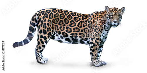 Cuadros en Lienzo Isolated on white background, side view on Jaguar, Panthera onca, the biggest cat in South America, gazing directly at camera
