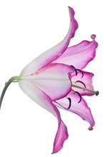 Isolated Lily Single Bloom With Pink Edges