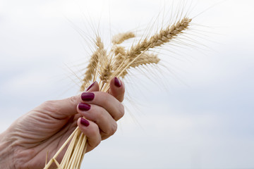 Wheat in a hand over the sky