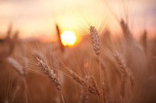 Wheat Field. Ears Of Golden Wheat Close Up. Beautiful Nature Sunset Landscape. Rural Scenery Under Shining Sunlight. Background Of Ripening Ears Of Meadow Wheat Field.