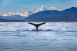 Scenic Alaska with a whale tail in the foreground 