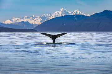 scenic alaska with a whale tail in the foreground