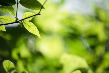 abstract,bokeh leaf pattern nature green background.