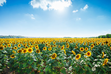 Fotomurales - Beautiful field of sunflowers. Rural landscapes under bright sunlight. Background of ripening sunflower. Rich harvest.