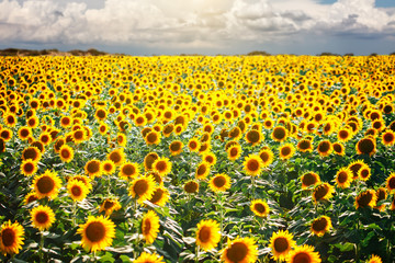 Fotomurales - Beautiful field of sunflowers. Rural landscapes under bright sunlight. Background of ripening sunflower. Rich harvest.