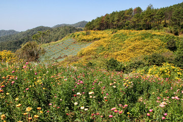 Wall Mural - Flower field on the mountain witht beautiful landscape