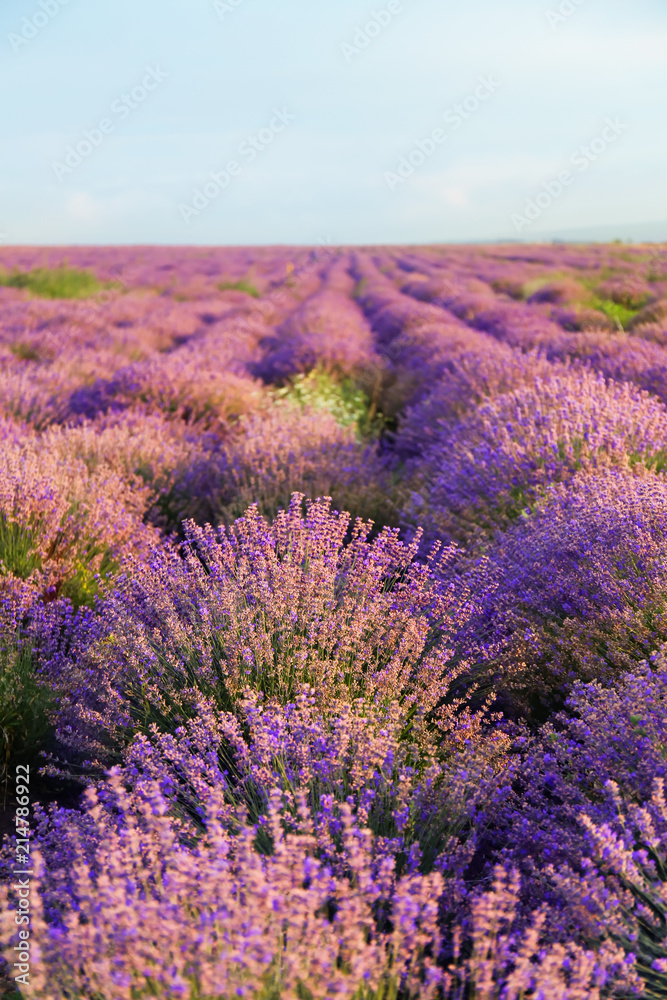 Beautiful lavender field on summer day - obrazy, fototapety, plakaty 