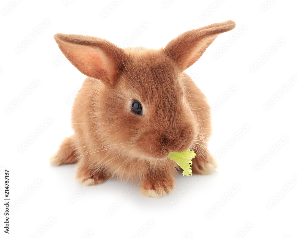 Cute fluffy bunny eating lettuce on white background