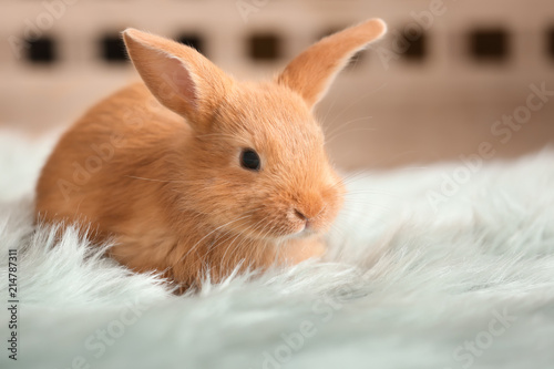 Fotomural Cute fluffy bunny on floor at home