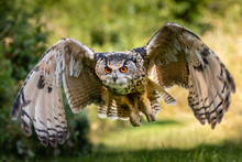 A Beautiful, Huge European Eagle Owl Flying Low Over Fields And Trees