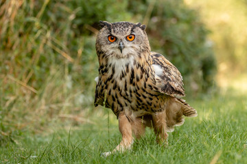 Close up portrait of a beautiful large Eagle Owl