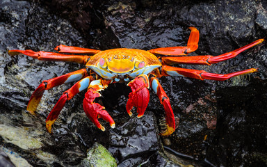 galapagos crab