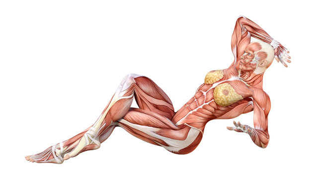 3D Rendering Female Anatomy Figure on White