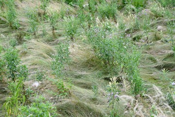 grass soft waving with natural plants and weeds