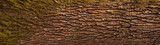 Embossed texture of the bark of oak. Panoramic photo of the oak texture.