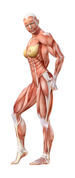 3D Rendering Female Anatomy Figure on White