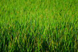 Fototapeta  - Rice field as a background, green rice field