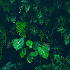Wall Mural - tropical leaves texture,abstract nature leaf green texture background.vintage dark tone,picture can 