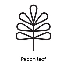 Pecan Leaf Icon Vector Sign And Symbol Isolated On White Background, Pecan Leaf Logo Concept