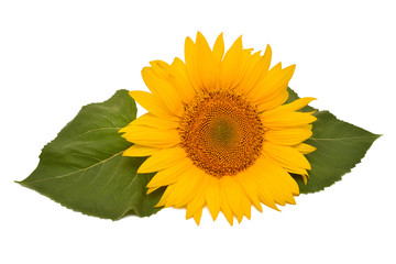 Fotomurales - Flower arrangement sunflower bouquet with leaves isolated on white background. Agriculture, farmer. Beautiful still life floral. Seeds and oil. Flat lay, top view