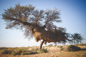 wide angle view of a massive weaver nest in an old camel thorn tree in the kalahari region of south 