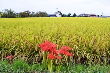 Wall Mural - Cultivation of rice