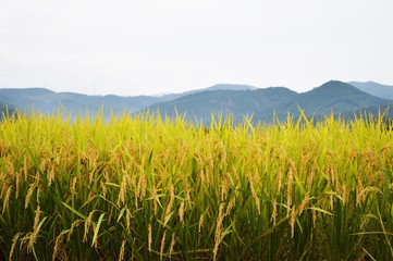 Wall Mural - Cultivation of rice